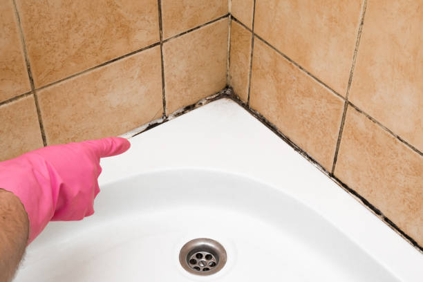 Best Crawl Space Mold Removal  in Pipestone, MN